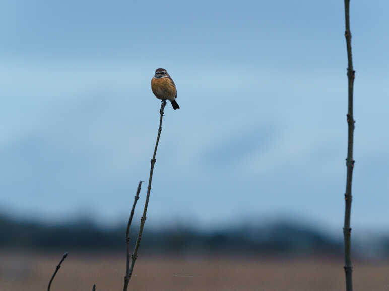 La Réserve naturelle régionale Marais de Brière